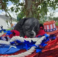 Trixie, a female Olde English Bulldogge for sale in Carey, OH – 5 of 5