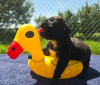 Woody, a male Olde English Bulldogge for sale in Carey, OH – 2 of 7
