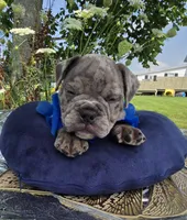 Zuma, a male Olde English Bulldogge for sale in Carey, OH – 3 of 10