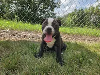 Henry, a male Olde English Bulldogge for sale in Carey, OH – 5 of 10