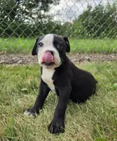 Gunther, a male American Bulldog for sale in Carey, OH – 8 of 9