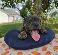 Porter, a male Olde English Bulldogge for sale in Carey, OH – 3 of 10