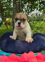 Irene, a female Olde English Bulldogge for sale in Carey, OH – 2 of 7