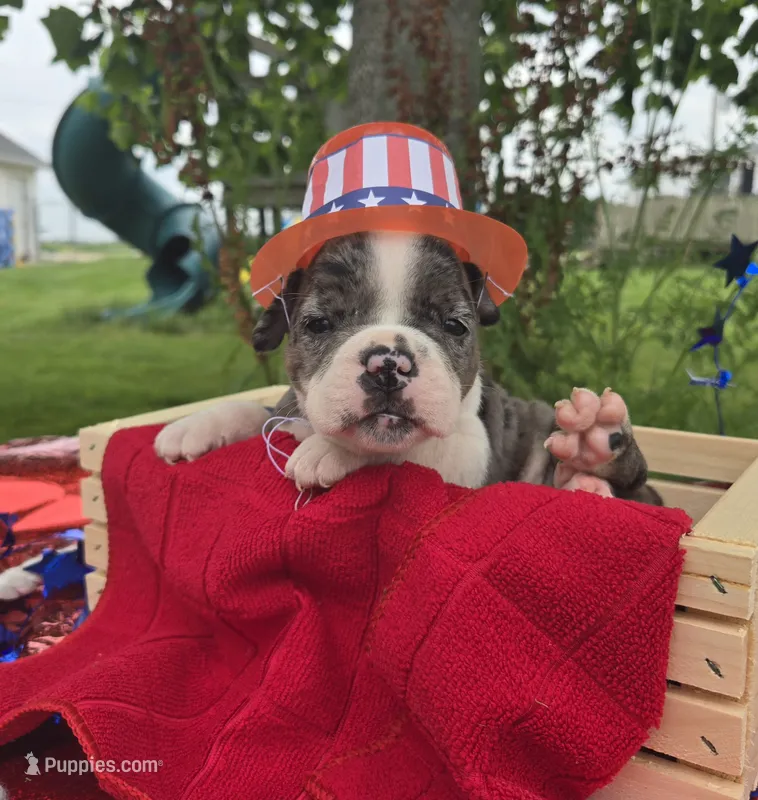 Liberty – Olde English Bulldogge puppy for sale in Carey, OH