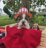 Liberty, a female Olde English Bulldogge for sale in Carey, OH – 7 of 10