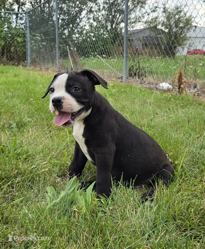 Gunther – American Bulldog puppy for sale in Carey, OH