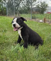 Gunther, a male American Bulldog for sale in Carey, OH – 1 of 9