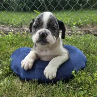 Liberty, a female Olde English Bulldogge for sale in Carey, OH – 4 of 10