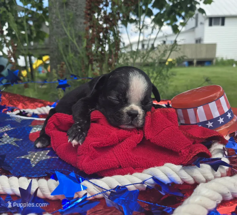Jessie – Olde English Bulldogge puppy for sale in Carey, OH