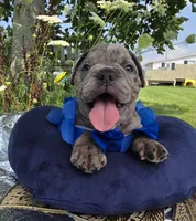 Zuma, a male Olde English Bulldogge for sale in Carey, OH – 2 of 10