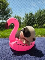 Bopeep, a female Olde English Bulldogge for sale in Carey, OH – 5 of 9