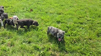 Marshall, a male Olde English Bulldogge for sale in Carey, OH – 10 of 10