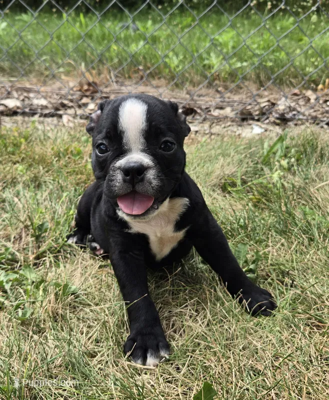 Jessie – Olde English Bulldogge puppy for sale in Carey, OH