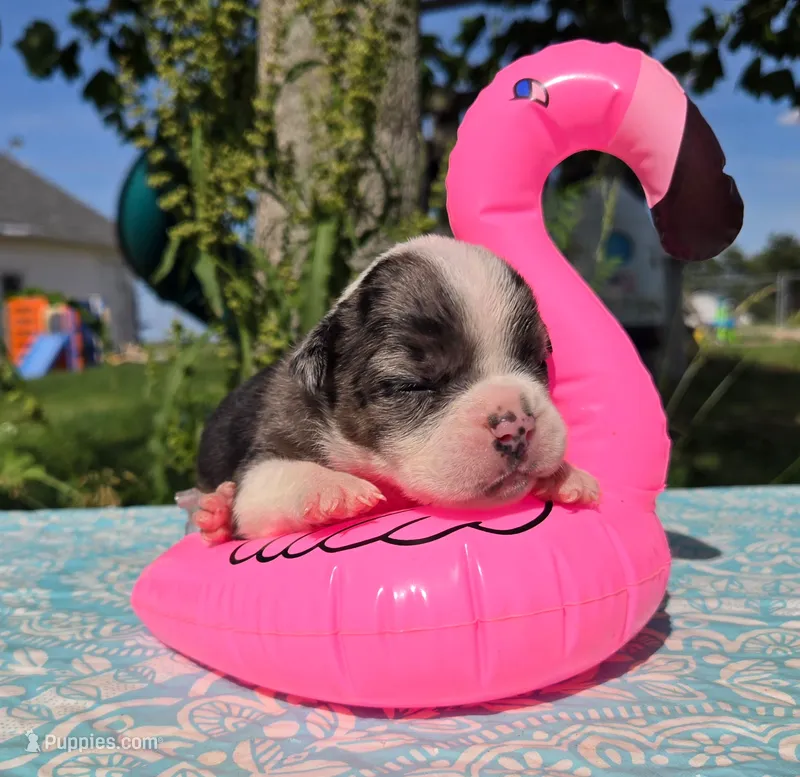 Liberty – Olde English Bulldogge puppy for sale in Carey, OH