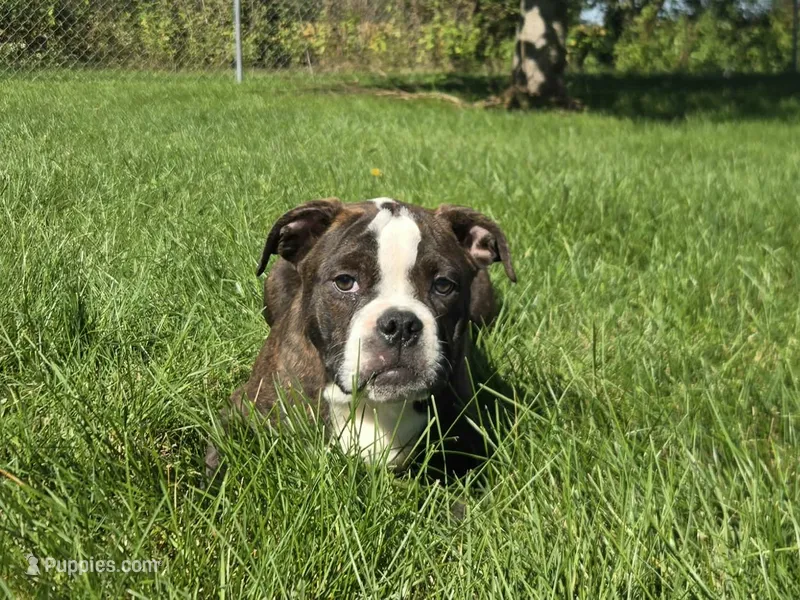 Henry – Olde English Bulldogge puppy for sale in Carey, OH
