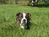 Henry, a male Olde English Bulldogge for sale in Carey, OH – 1 of 9