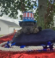 Porter, a male Olde English Bulldogge for sale in Carey, OH – 7 of 10