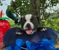 Henry, a male Olde English Bulldogge for sale in Carey, OH – 3 of 6
