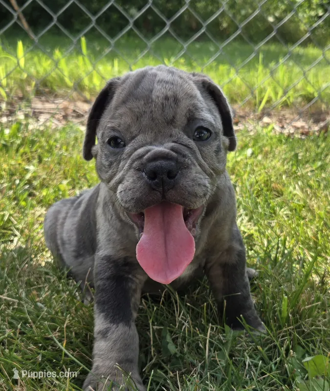 Zuma – Olde English Bulldogge puppy for sale in Carey, OH