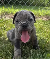 Zuma, a male Olde English Bulldogge for sale in Carey, OH – 1 of 10