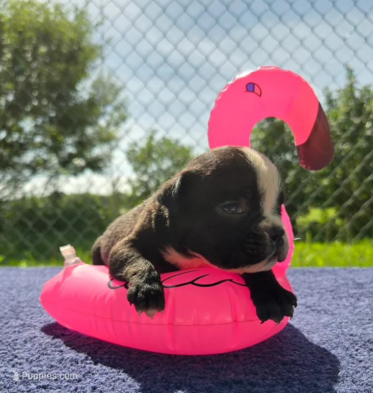 Jessie – Olde English Bulldogge puppy for sale in Carey, OH