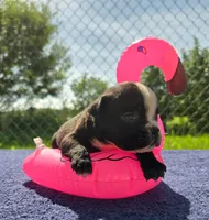 Jessie, a female Olde English Bulldogge for sale in Carey, OH – 1 of 5