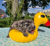 Ruble, a male Olde English Bulldogge for sale in Carey, OH – 2 of 5