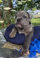 Zuma, a male Olde English Bulldogge for sale in Carey, OH – 4 of 10