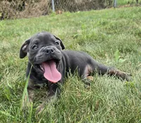 Porter, a male Olde English Bulldogge for sale in Carey, OH – 7 of 10