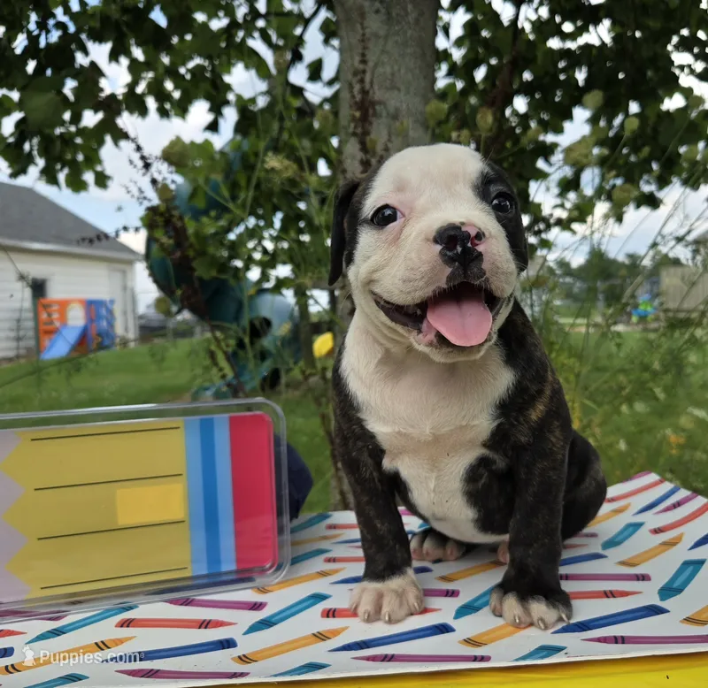 Margaret – Olde English Bulldogge puppy for sale in Carey, OH