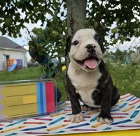 Alice, a male Olde English Bulldogge for sale in Carey, OH – 1 of 10