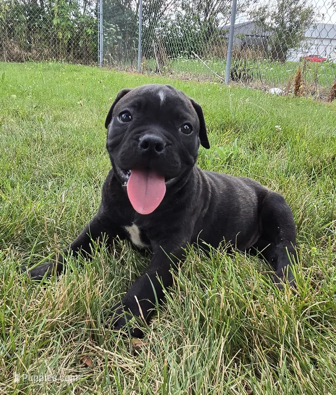 Dennis – Olde English Bulldogge puppy for sale in Carey, OH