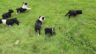 Trixie, a female Olde English Bulldogge for sale in Carey, OH – 10 of 10