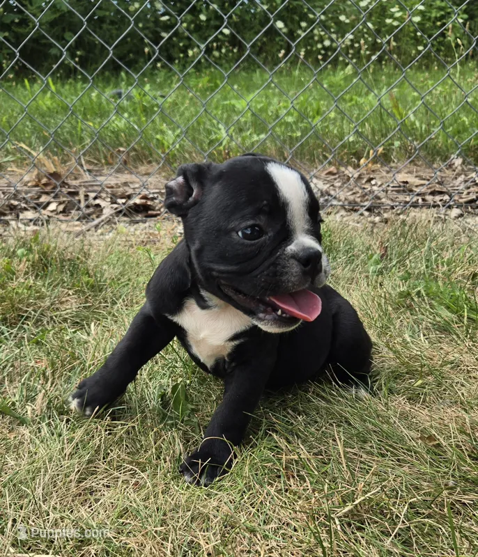 Jessie – Olde English Bulldogge puppy for sale in Carey, OH