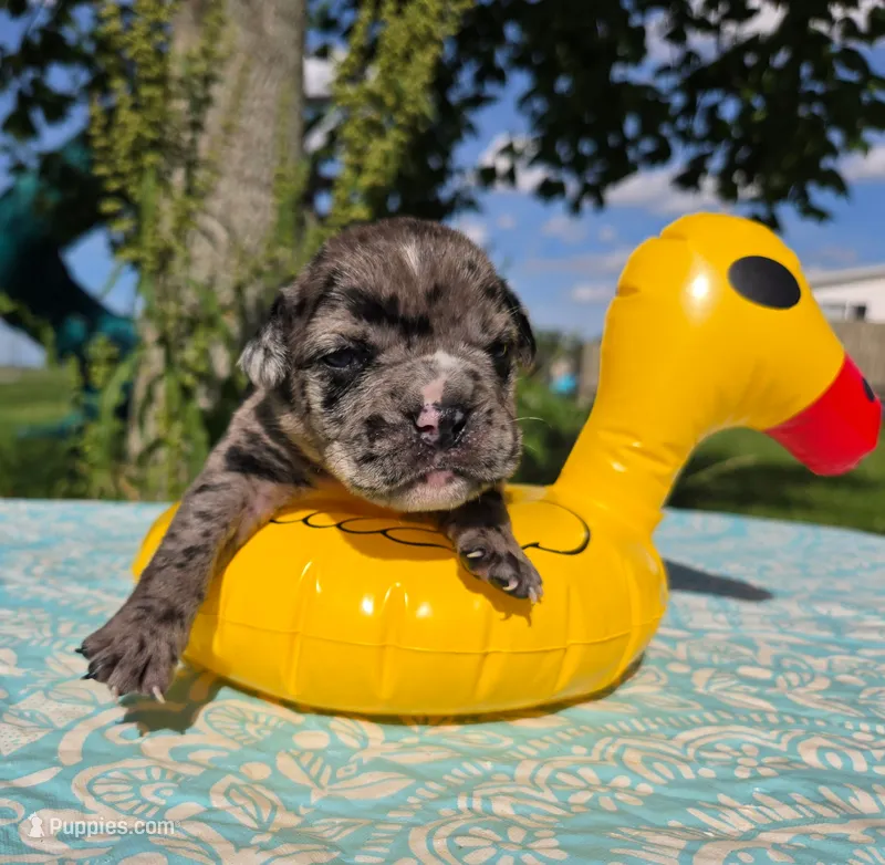 Ruble – Olde English Bulldogge puppy for sale in Carey, OH