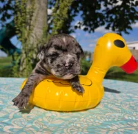 Ruble, a male Olde English Bulldogge for sale in Carey, OH – 1 of 5