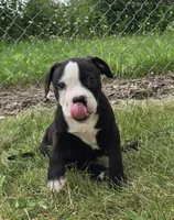 Gunther, a male American Bulldog for sale in Carey, OH – 3 of 9