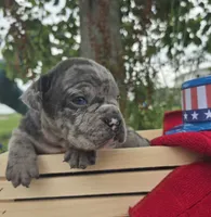 Marshall, a male Olde English Bulldogge for sale in Carey, OH – 8 of 10