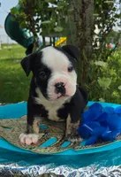 Ed, a male Olde English Bulldogge for sale in Carey, OH – 2 of 7