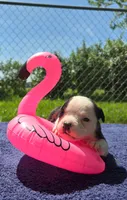 Bopeep, a female Olde English Bulldogge for sale in Carey, OH – 8 of 9