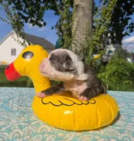 Rocky, a male Olde English Bulldogge for sale in Carey, OH – 5 of 5
