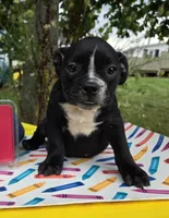 Trixie, a female Olde English Bulldogge for sale in Carey, OH – 2 of 10