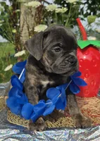 Porter, a male Olde English Bulldogge for sale in Carey, OH – 2 of 10