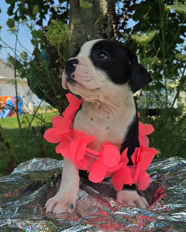 Alice – Olde English Bulldogge puppy for sale in Carey, OH