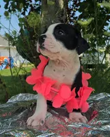 Alice, a male Olde English Bulldogge for sale in Carey, OH – 1 of 6