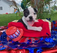 Bonnie, a female Olde English Bulldogge for sale in Carey, OH – 7 of 10