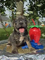 Ryder, a male Olde English Bulldogge for sale in Carey, OH – 2 of 10