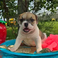 Irene, a female Olde English Bulldogge for sale in Carey, OH – 5 of 7