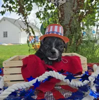 Trixie, a female Olde English Bulldogge for sale in Carey, OH – 4 of 5