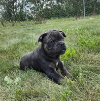 Porter, a male Olde English Bulldogge for sale in Carey, OH – 5 of 10